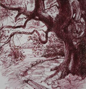 Leccio secolare - Piero Anichini